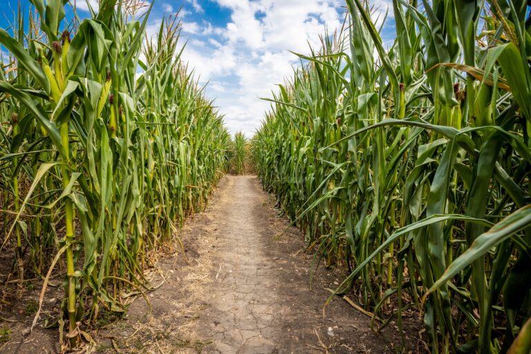 Parkers-Corn-Maze